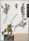 Foto von Salix lapponum L. x Salix repens L.